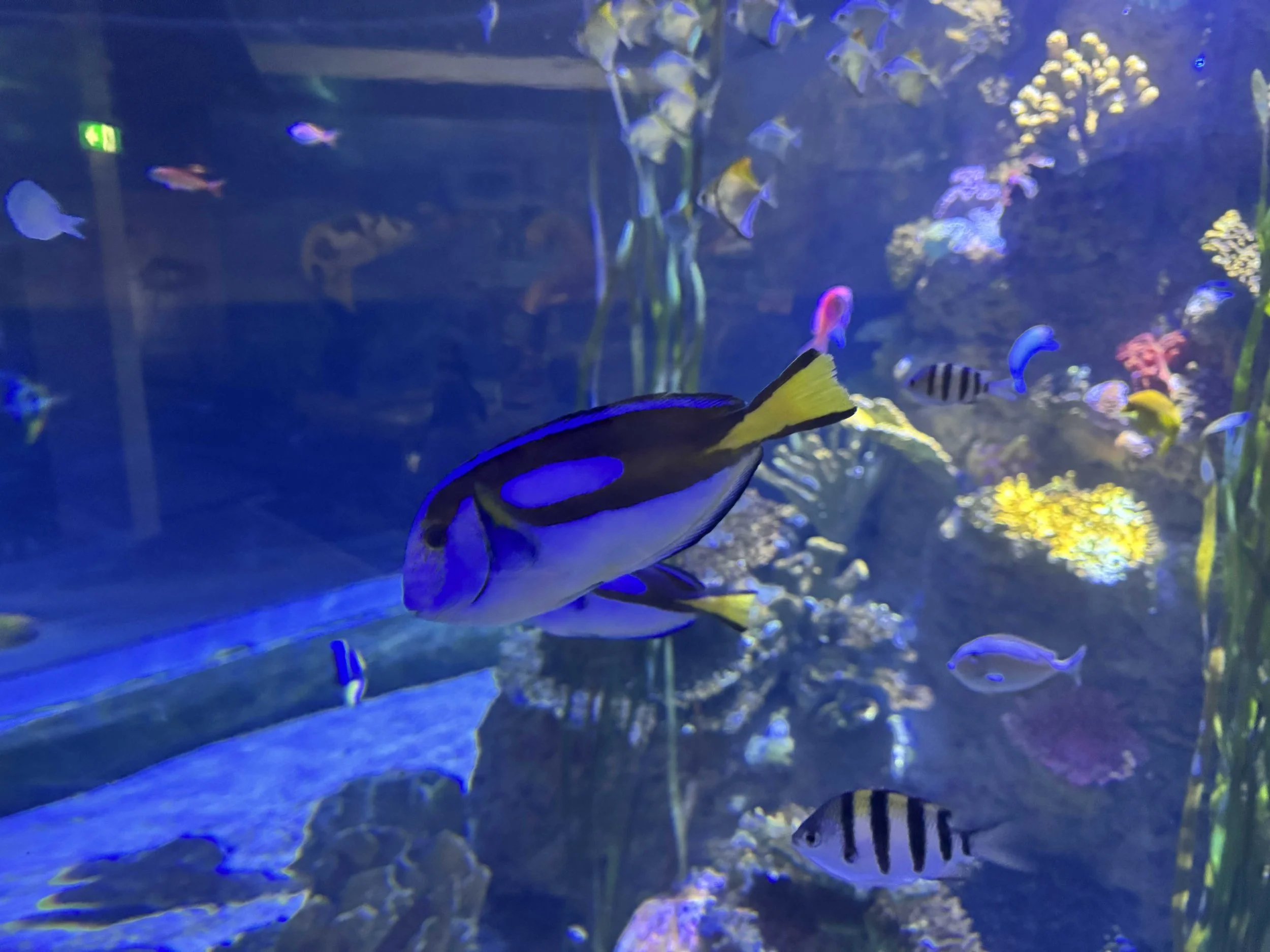 tang fish